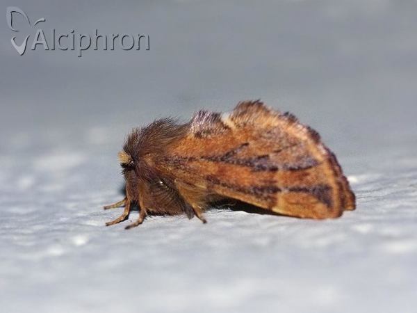 Ptilophora plumigera