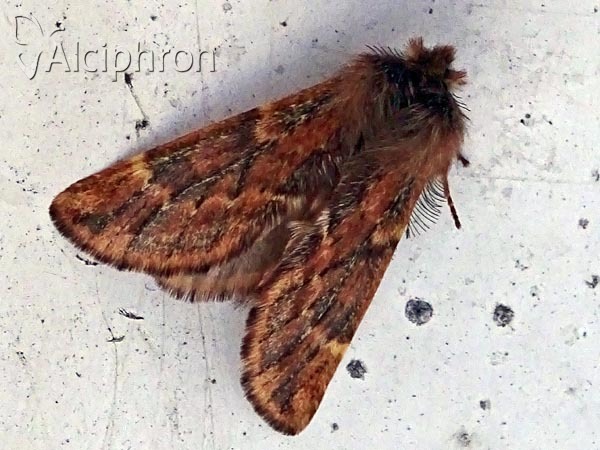 Ptilophora plumigera