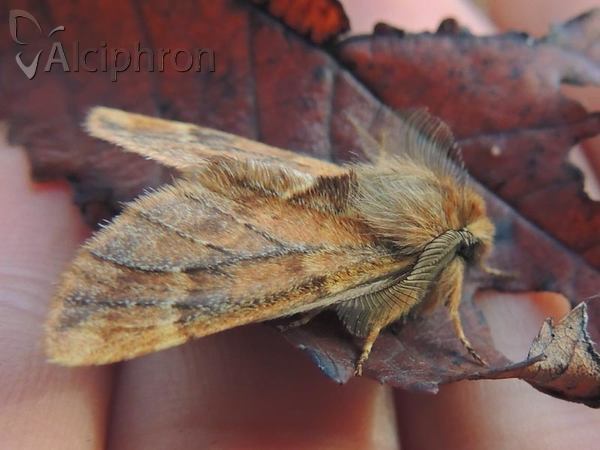 Ptilophora plumigera