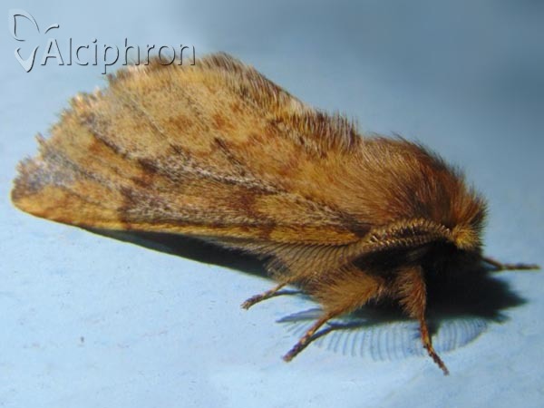 Ptilophora plumigera