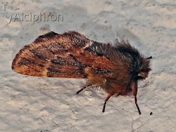 Ptilophora plumigera