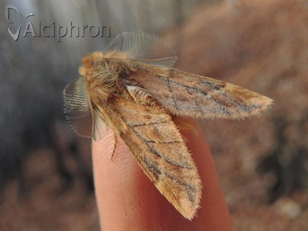 Ptilophora plumigera