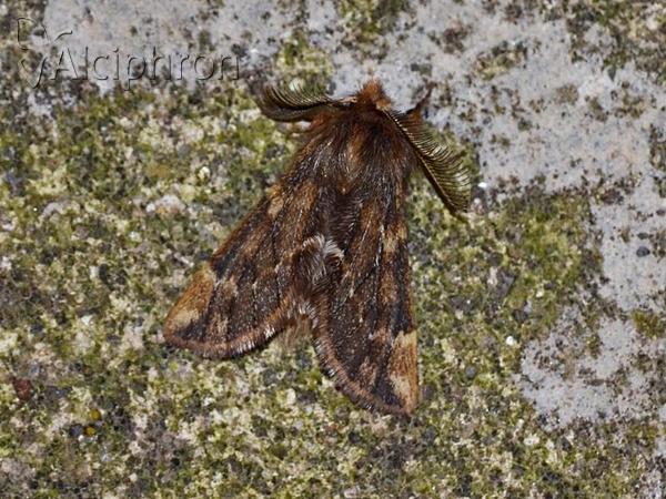 Ptilophora plumigera