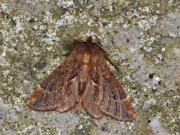 Ptilophora plumigera
