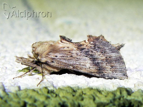Pterostoma palpina
