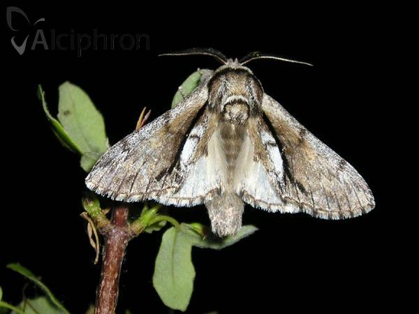 Paradrymonia vittata