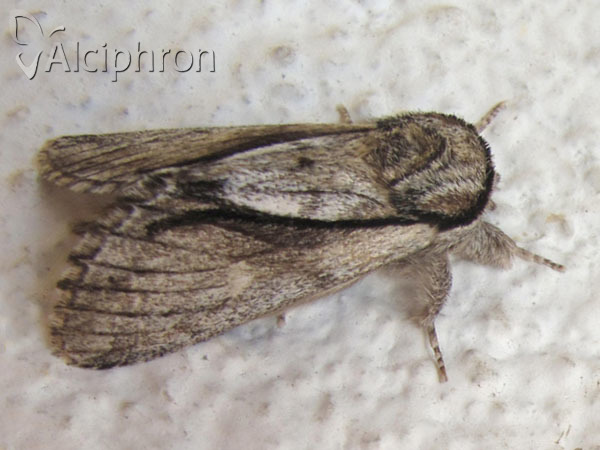 Paradrymonia vittata