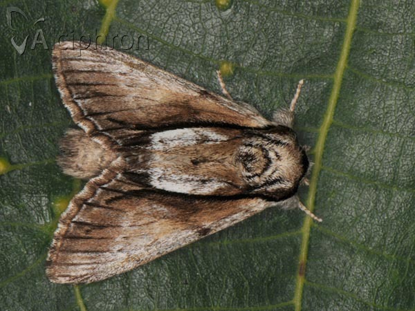 Paradrymonia vittata