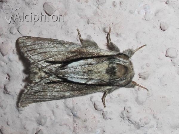 Paradrymonia vittata