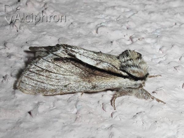 Paradrymonia vittata
