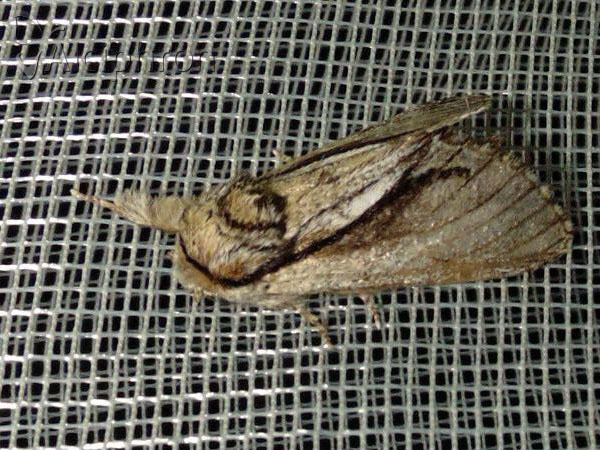 Paradrymonia vittata