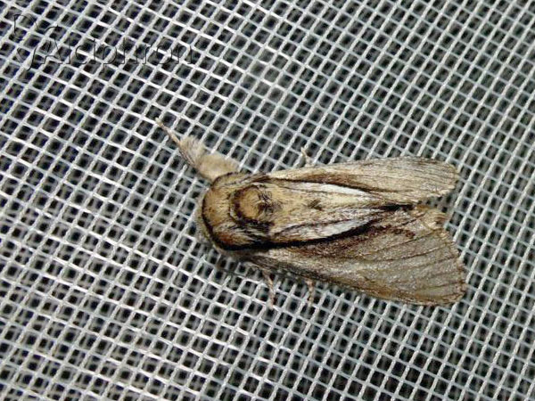Paradrymonia vittata
