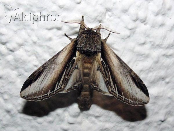 Pheosia tremula