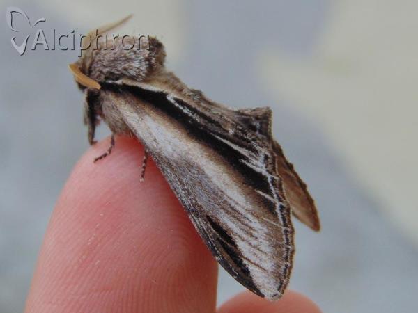 Pheosia tremula