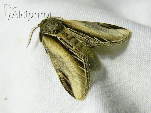 Pheosia tremula