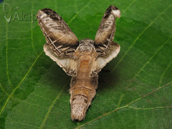 Pheosia tremula