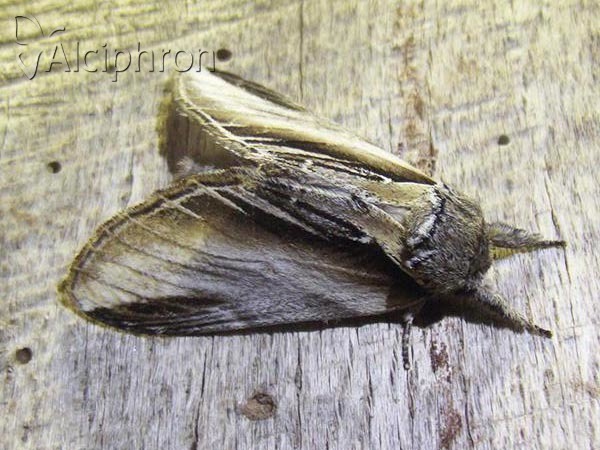 Pheosia tremula