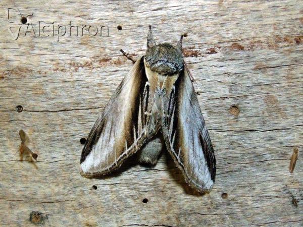 Pheosia tremula
