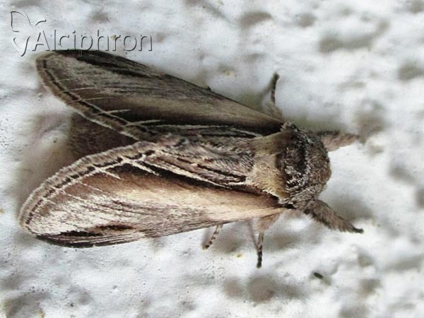 Pheosia tremula