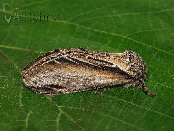 Pheosia tremula