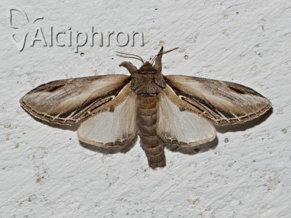 Pheosia tremula
