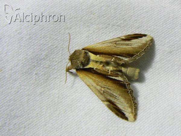 Pheosia gnoma