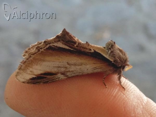 Pheosia gnoma
