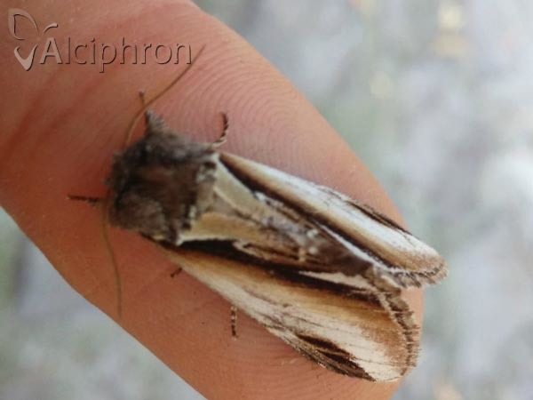 Pheosia gnoma