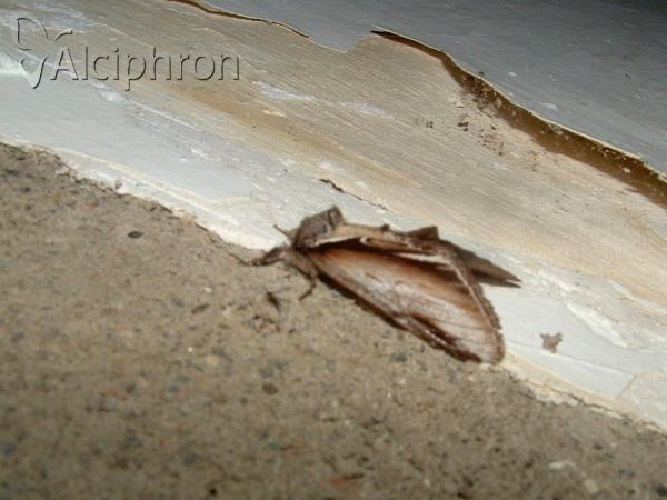 Pheosia gnoma