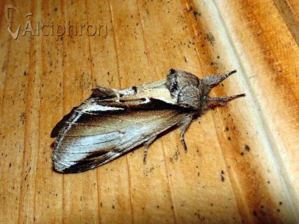 Pheosia gnoma