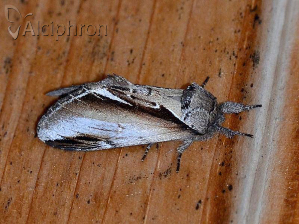 Pheosia gnoma