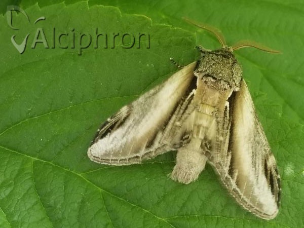 Pheosia gnoma