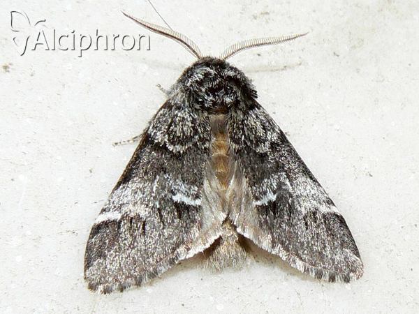 Drymonia dodonaea