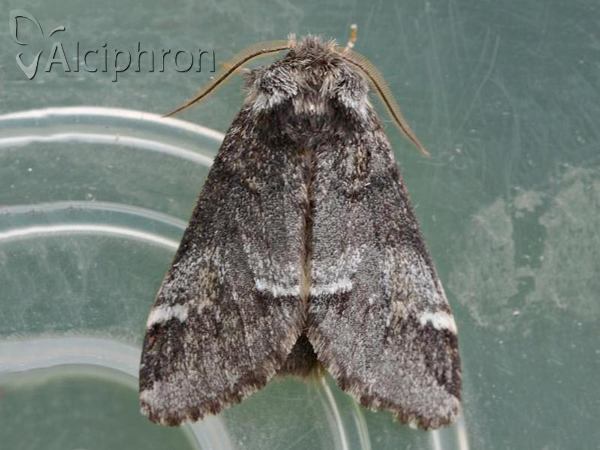Drymonia dodonaea