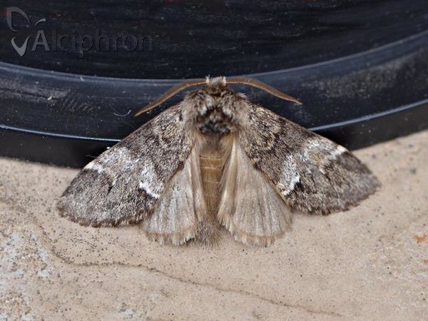 Drymonia dodonaea