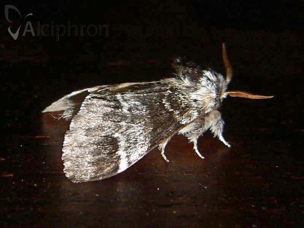 Drymonia dodonaea