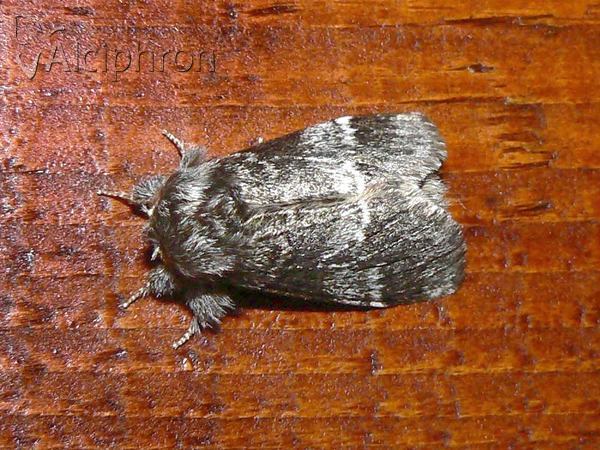 Drymonia dodonaea