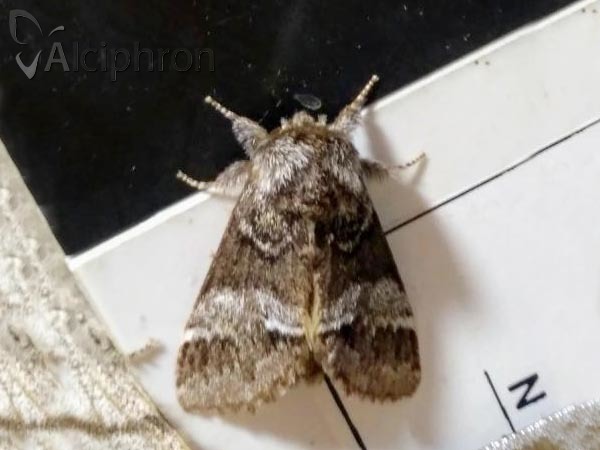 Drymonia dodonaea