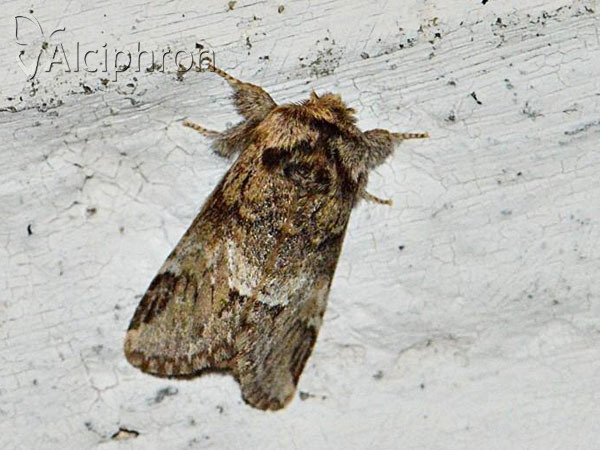 Drymonia dodonaea