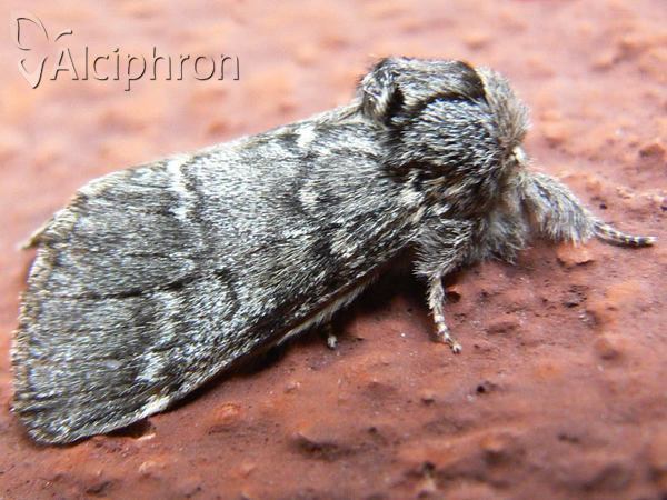 Drymonia ruficornis