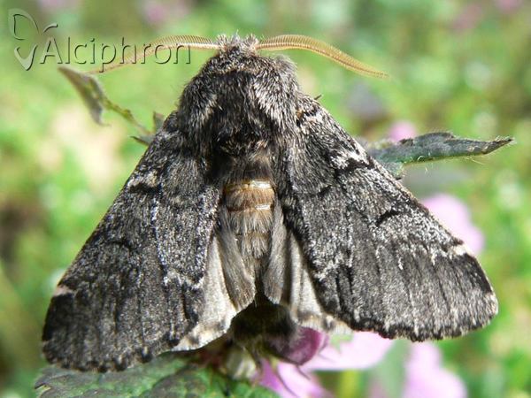 Drymonia ruficornis