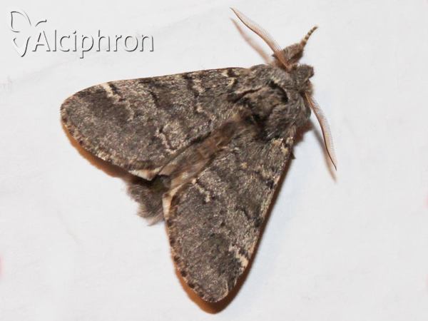 Drymonia ruficornis