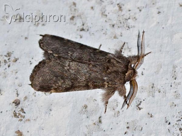 Drymonia ruficornis