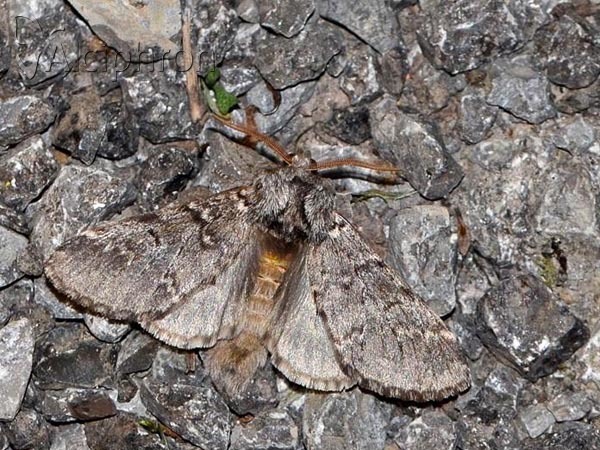 Drymonia ruficornis
