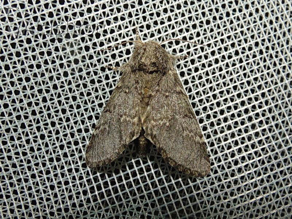Drymonia ruficornis