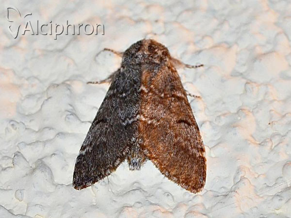 Drymonia ruficornis