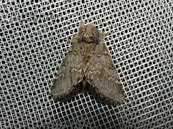Drymonia ruficornis