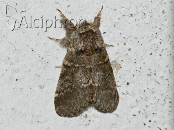 Drymonia ruficornis