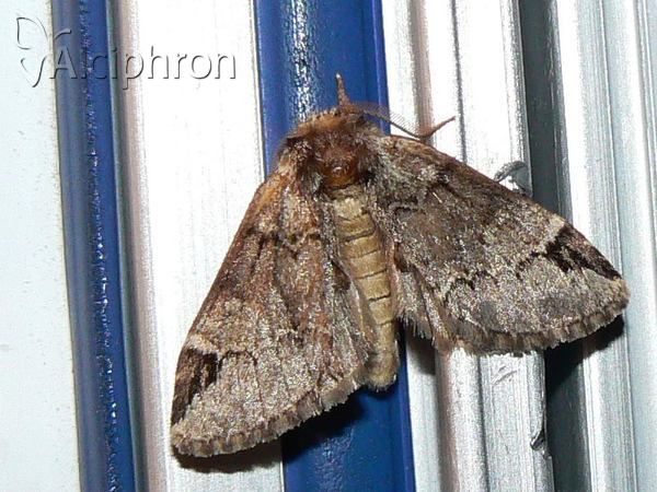 Drymonia obliterata