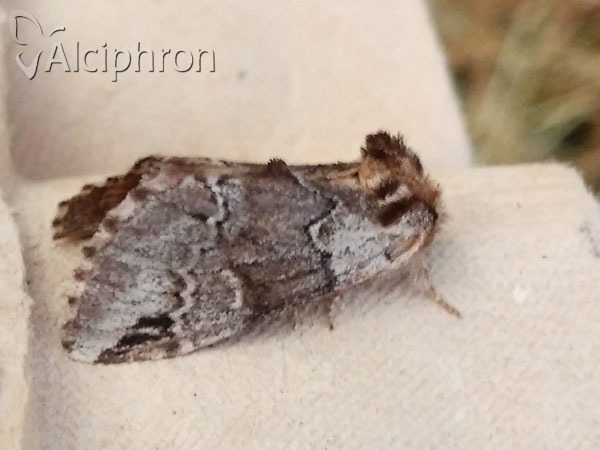 Drymonia obliterata